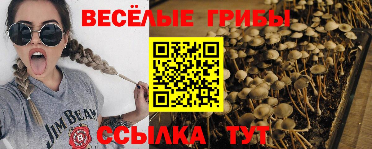 Галлюциногенные грибы мухоморы Новозыбков